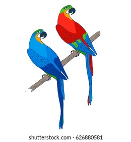 Vector macaw parrot illustration. Animal in the wild hand drawn sketch with beautiful colorful exotic bird sitting on branch in jungles. Set of two red and blue birds