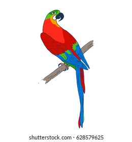 Vector macaw parrot illustration. Animal in the wild hand drawn sketch with beautiful colorful exotic bird sitting on branch in jungles