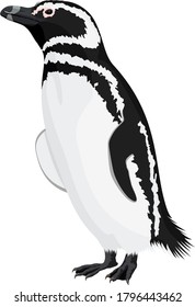 vector Magellanic penguin from Falkland Islands.