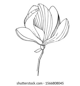 Vector magnolia floral botanical flower. Wild spring leaf wildflower isolated. Black and white engraved ink art. Isolated magnolia illustration element.