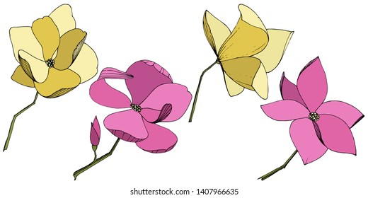 Vector Magnolia floral botanical flowers. Wild spring leaf wildflower isolated. Purple and yellow engraved ink art. Isolated magnolia illustration element on white background.