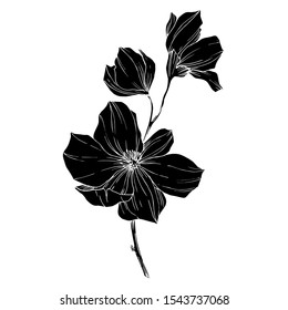 Vector Magnolia floral botanical flowers. Wild spring leaf wildflower isolated. Black and white engraved ink art. Isolated magnolia illustration element.