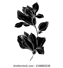 Vector Magnolia floral botanical flowers. Wild spring leaf wildflower isolated. Black and white engraved ink art. Isolated magnolia illustration element.