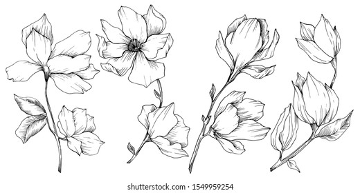 Vector Magnolia floral botanical flowers. Wild spring leaf wildflower isolated. Black and white engraved ink art. Isolated magnolia illustration element.