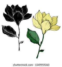 Vector Magnolia floral botanical flowers. Wild spring leaf wildflower isolated. Black and white engraved ink art. Isolated magnolia illustration element.