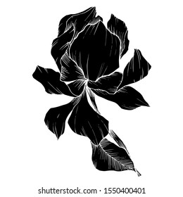 Vector Magnolia floral botanical flowers. Wild spring leaf wildflower isolated. Black and white engraved ink art. Isolated magnolia illustration element.