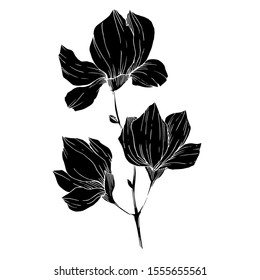 Vector Magnolia floral botanical flowers. Wild spring leaf wildflower isolated. Black and white engraved ink art. Isolated magnolia illustration element.