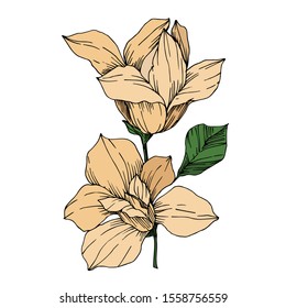 Vector Magnolia floral botanical flowers. Wild spring leaf wildflower isolated. Black and white engraved ink art. Isolated magnolia illustration element.