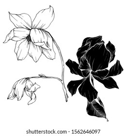 Vector Magnolia floral botanical flowers. Wild spring leaf wildflower isolated. Black and white engraved ink art. Isolated magnolia illustration element.