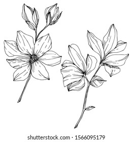 Vector Magnolia floral botanical flowers. Wild spring leaf wildflower isolated. Black and white engraved ink art. Isolated magnolia illustration element.