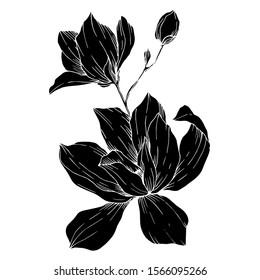 Vector Magnolia floral botanical flowers. Wild spring leaf wildflower isolated. Black and white engraved ink art. Isolated magnolia illustration element.