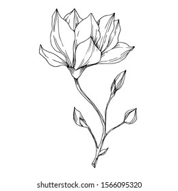 Magnolia Flower Hand Drawing Sketchline Art Stock Vector (Royalty Free ...