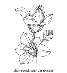 Vector Magnolia floral botanical flowers. Wild spring leaf wildflower isolated. Black and white engraved ink art. Isolated magnolia illustration element.