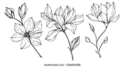 Vector Magnolia floral botanical flowers. Wild spring leaf wildflower isolated. Black and white engraved ink art. Isolated magnolia illustration element.