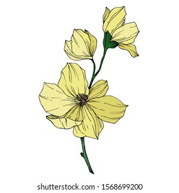 Vector Magnolia floral botanical flowers. Wild spring leaf wildflower isolated. Black and white engraved ink art. Isolated magnolia illustration element.