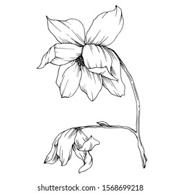 Vector Magnolia floral botanical flowers. Wild spring leaf wildflower isolated. Black and white engraved ink art. Isolated magnolia illustration element.