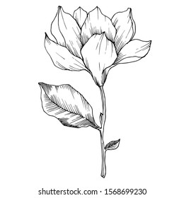 Vector Magnolia floral botanical flowers. Wild spring leaf wildflower isolated. Black and white engraved ink art. Isolated magnolia illustration element.