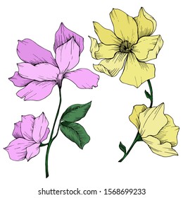 Vector Magnolia floral botanical flowers. Wild spring leaf wildflower isolated. Black and white engraved ink art. Isolated magnolia illustration element.