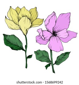 Vector Magnolia floral botanical flowers. Wild spring leaf wildflower isolated. Black and white engraved ink art. Isolated magnolia illustration element.