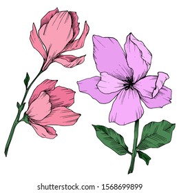 Vector Magnolia floral botanical flowers. Wild spring leaf wildflower isolated. Black and white engraved ink art. Isolated magnolia illustration element.