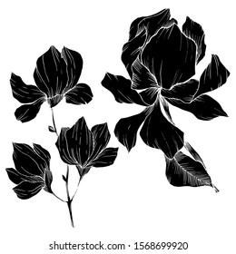 Vector Magnolia floral botanical flowers. Wild spring leaf wildflower isolated. Black and white engraved ink art. Isolated magnolia illustration element.