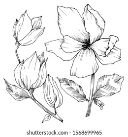 Vector Magnolia floral botanical flowers. Wild spring leaf wildflower isolated. Black and white engraved ink art. Isolated magnolia illustration element.