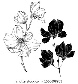 Vector Magnolia floral botanical flowers. Wild spring leaf wildflower isolated. Black and white engraved ink art. Isolated magnolia illustration element.