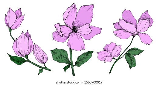 Vector Magnolia floral botanical flowers. Wild spring leaf wildflower isolated. Black and white engraved ink art. Isolated magnolia illustration element.