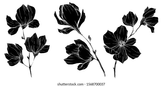Vector Magnolia floral botanical flowers. Wild spring leaf wildflower isolated. Black and white engraved ink art. Isolated magnolia illustration element.
