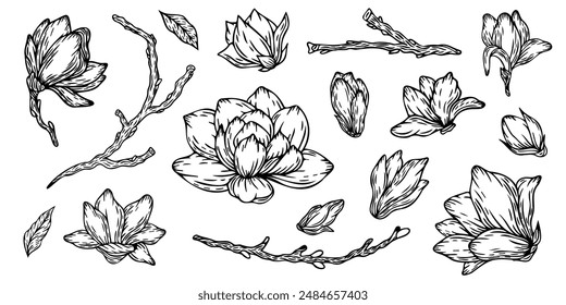 Vektorgrafik Magnolie Blumen botanische Blumen. Wilde Frühlingsblattblume isoliert. Schwarz-weiß gravierte Tinte Kunst. Isolierte Magnolie Illustrationselement.