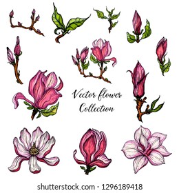 Vector Magnolia flower collection