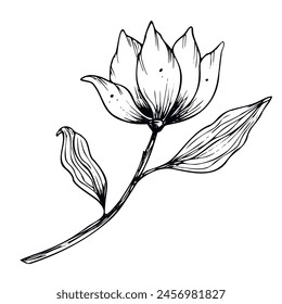Vector Magnolia Flower. Hand drawn floral illustration in line art style painted by black inks on isolated background. Floral vintage engraved drawing for greeting cards or wedding invitations.