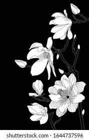 Vector magnolia flower illustration isolated from background