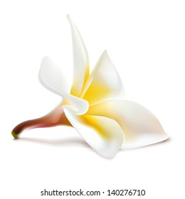 Vector magnolia flower. Perfect shadow on different backgrounds (without white edges).