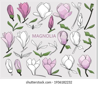 Flor de magnolia vectorial. Conjunto de flores y hojas de magnolia en estilo de arte lineal.