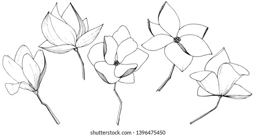 Vector Magnolia foral botanical flowers. Wild spring leaf wildflower isolated. Black and white engraved ink art. Isolated magnolia illustration element on white background.