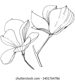 Vector Magnolia foral botanical flowers. Wild spring leaf wildflower isolated. Black and white engraved ink art. Isolated magnolia illustration element on white background.