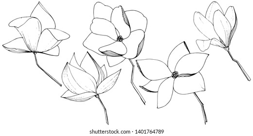 Vector Magnolia foral botanical flowers. Wild spring leaf wildflower isolated. Black and white engraved ink art. Isolated magnolia illustration element on white background.
