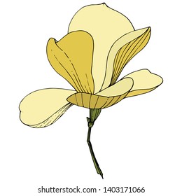 Vector Magnolia foral botanical flowers. Wild spring leaf wildflower isolated. Yellow engraved ink art. Isolated magnolia illustration element on white background.