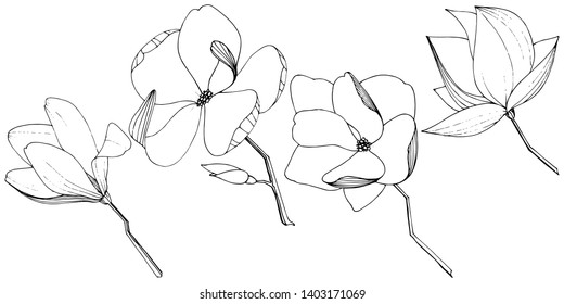 Vector Magnolia foral botanical flowers. Wild spring leaf wildflower isolated. Black and white engraved ink art. Isolated magnolia illustration element on white background.