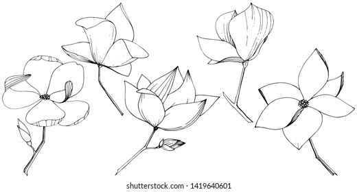 Vector Magnolia foral botanical flowers. Wild spring leaf wildflower isolated. Black and white engraved ink art. Isolated magnolia illustration element on white background.