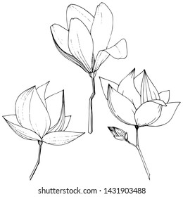 Vector Magnolia foral botanical flowers. Wild spring leaf wildflower isolated. Black and white engraved ink art. Isolated magnolia illustration element on white background.