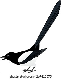 vector Magpie, Pica pica