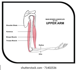 Diagram Arm Muscles Images Stock Photos Vectors Shutterstock