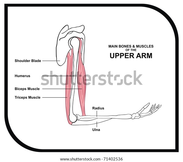 Name Of Muscles In Upper Arm - Muscles Of The Pectoral Girdle And Upper