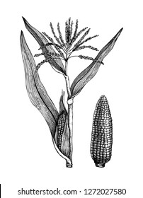 Vector Maize illustration. Hand drawn cereal sketch. Botanical drawing of sweet corn. Gluten free plant. Vegan food. Lineart.