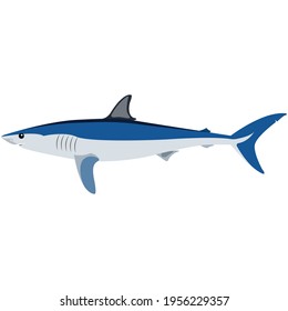 Vector Mako Shark Illustration Isolated On White