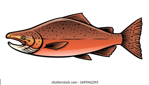 Vector Male Chinook Salmon Fish