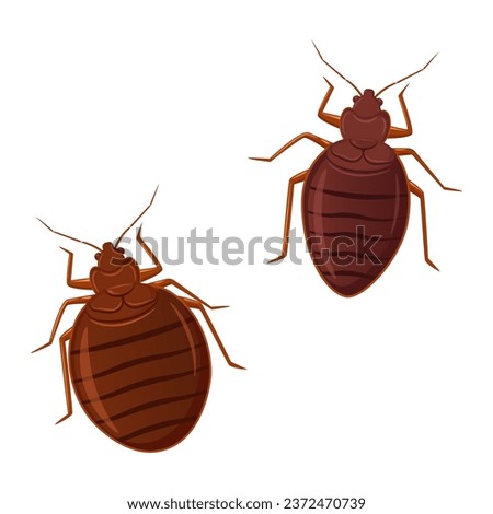 Vector of male and female bed bug. Bed bug invasion 
