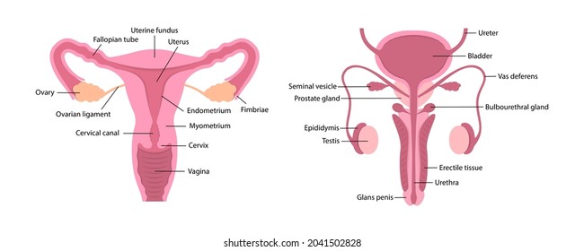 Vector Male Female Human Reproductive Systems Stock Vector Royalty